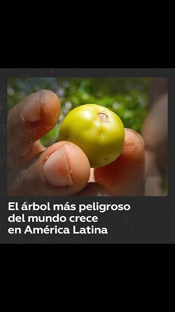 Qué se sabe del ‘árbol de la muerte’ que crece en América Latina