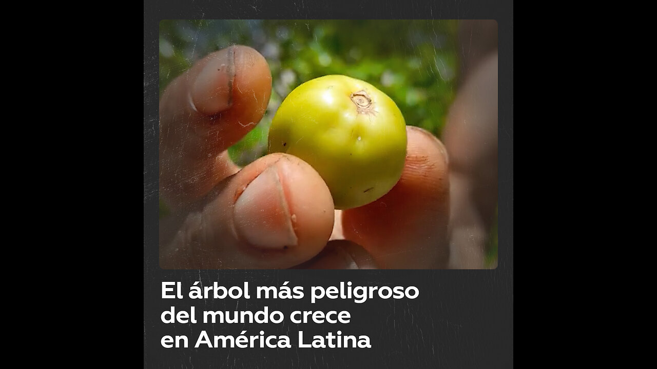 Qué se sabe del ‘árbol de la muerte’ que crece en América Latina