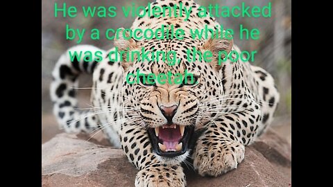 A cheetah and a crocodile-the battle is tough