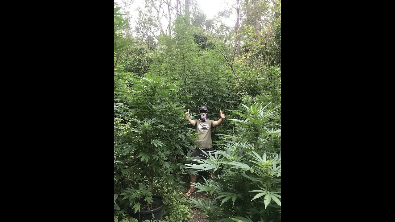 Cannabis Guerrilla Grow