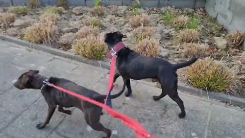 TOXIC Cancel Culture toxicity, example Staffordshire Bull Terrier and their lobby forum & doggroups