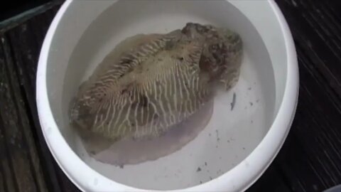 Pet Cuttlefish in Brighton Marina.