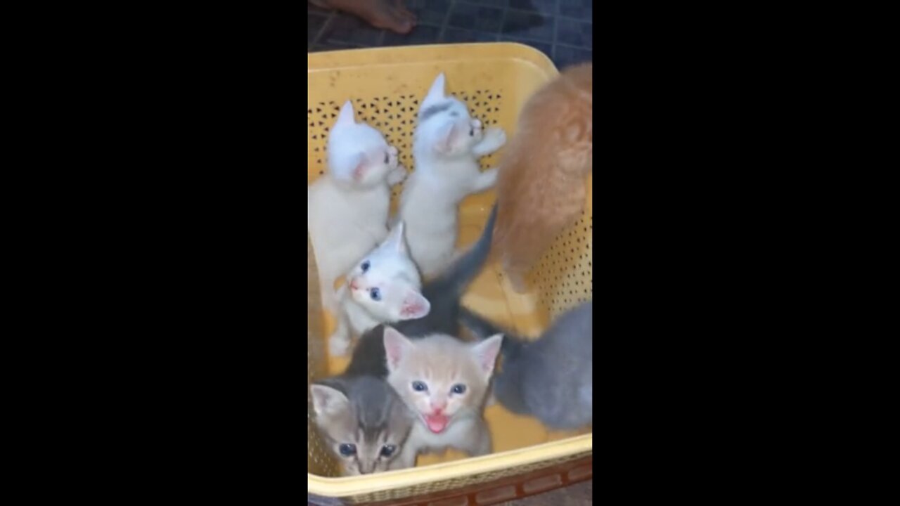 Adorable doll face kitten's family