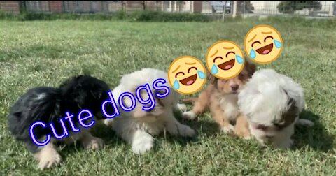 Funny little dogs,They are very funny!