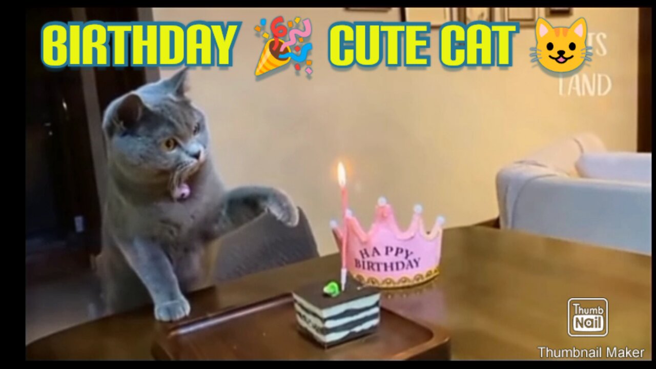 Funny baby cat Compilation