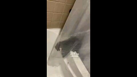 Cat is smart, not wet