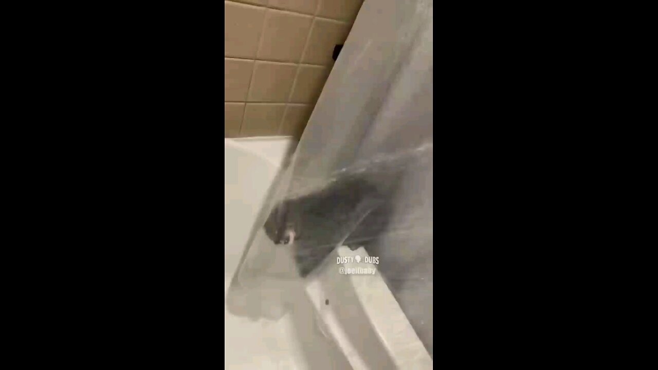 Cat is smart, not wet