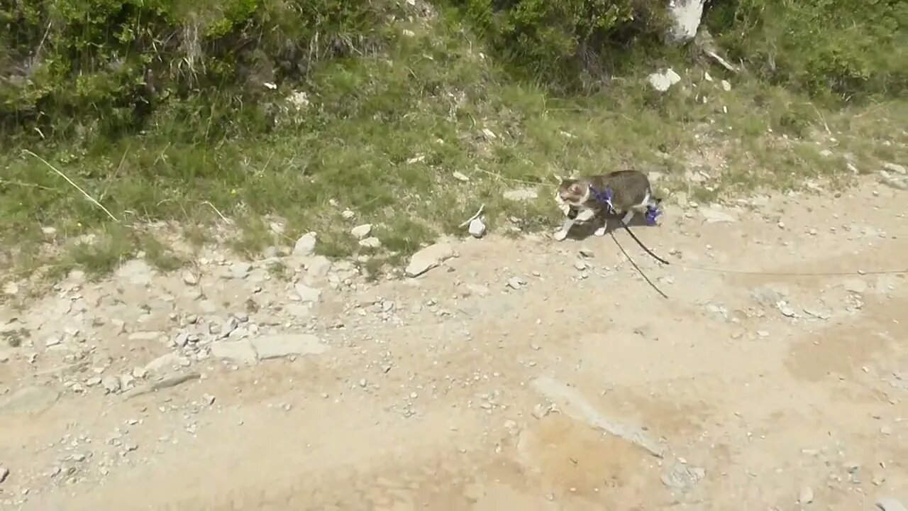 Cat with Injured Paw Travels in the Mountains