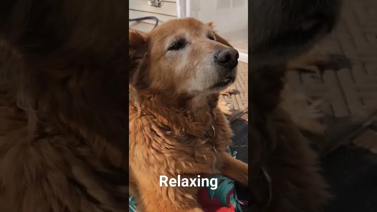 Titan Relaxing age 12 #life #best best life #goldenretriever