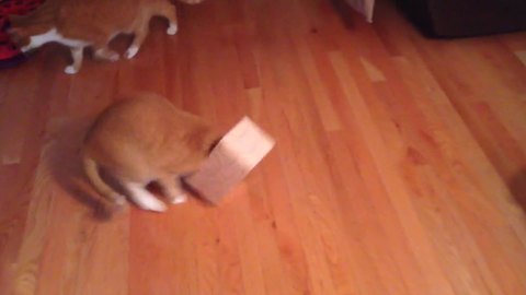 A Kitten Cat Tries to Fit in A Tissue Box, But Her Head Gets Stuck Inside