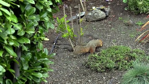 The Squirrel, the Physicist and the Bird Feeder