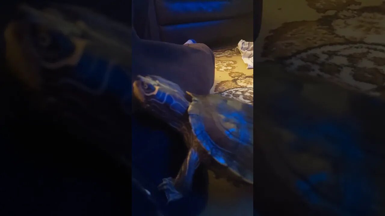 Best friends 🐢🐢
