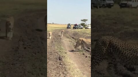 Our Encounter with Cheetah Family!🤔#shorts #safari #travel #travelling