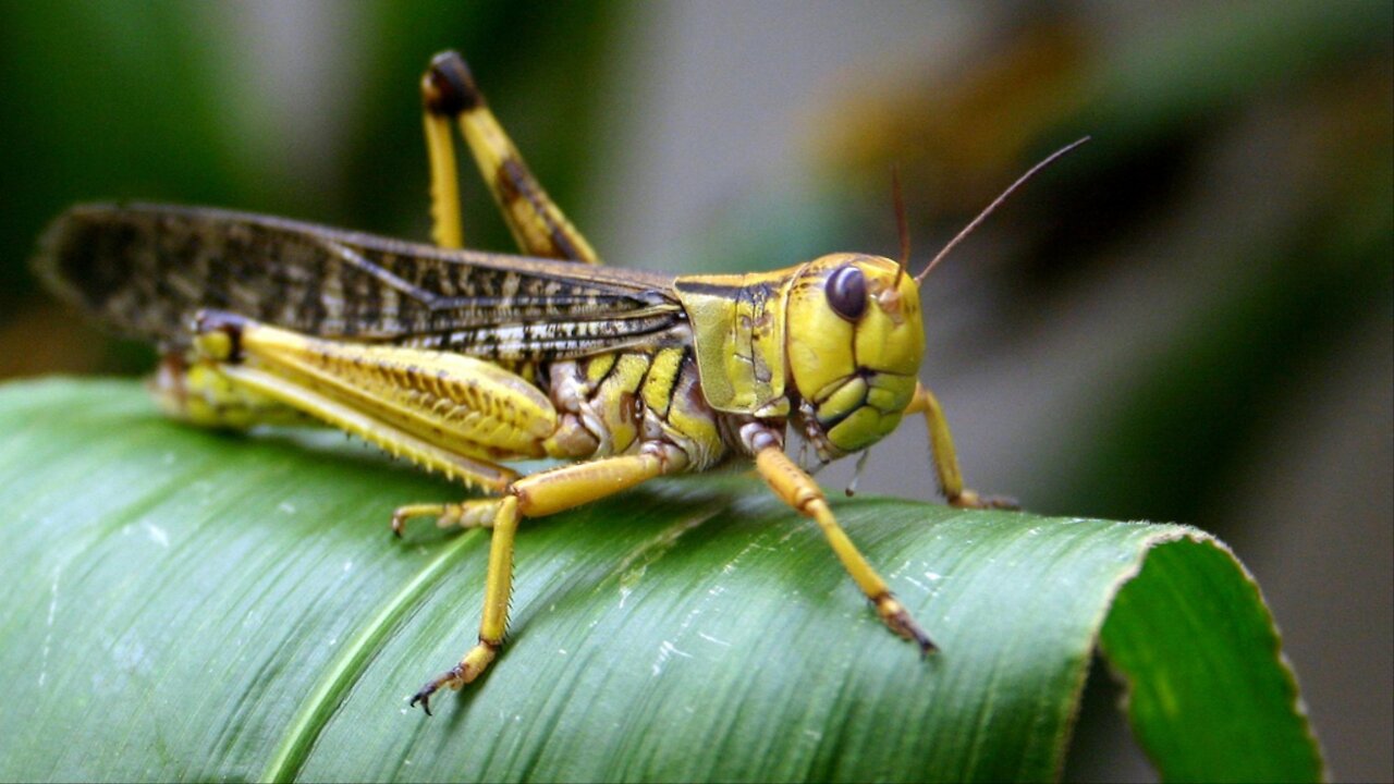 Deep look into the nature . Epic battle between locusts.