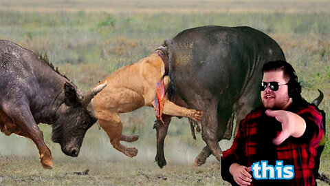 Unbelievable... Lion Died Tragically When Confronting The Leader Of The Buffalo Herd