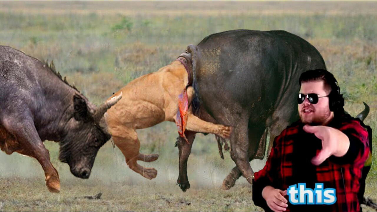 Unbelievable... Lion Died Tragically When Confronting The Leader Of The Buffalo Herd