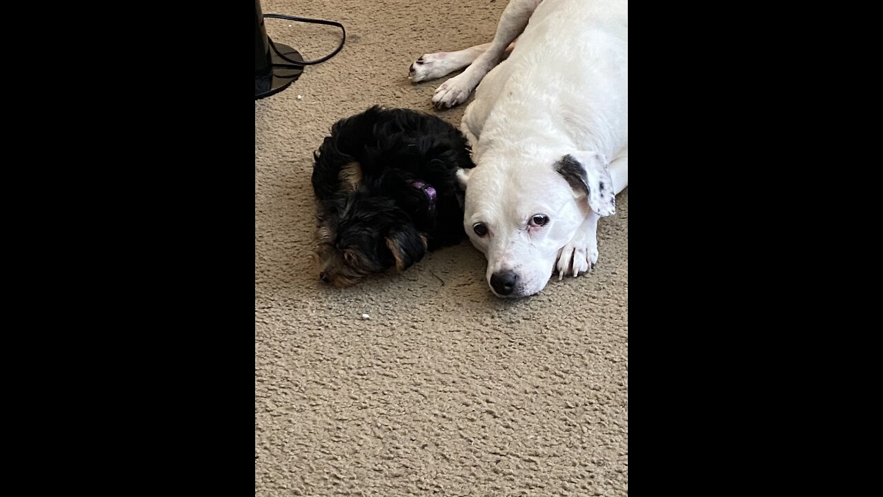 The NIV bible reading 2 chronicles 35:1-27 and 1 Corinthians 8:1-13