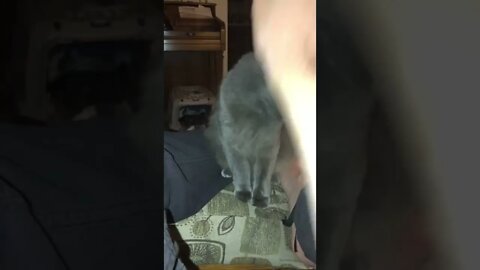 Grey kitty wanting to go to bed