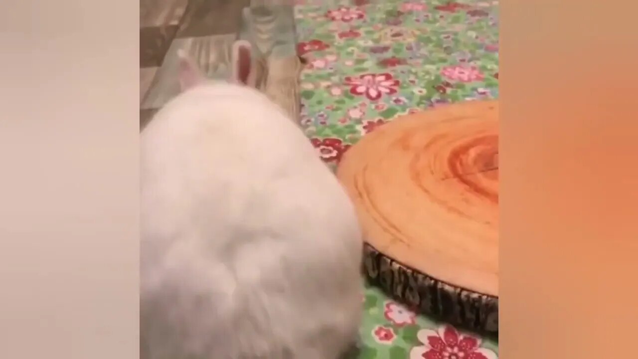 Funny videos of little bunnies 🐇 cute bunnies