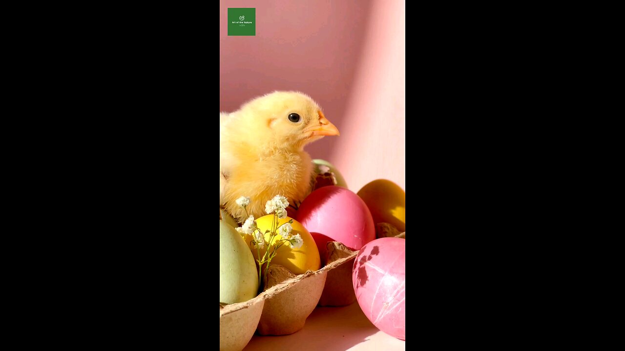 so cute baby chicken