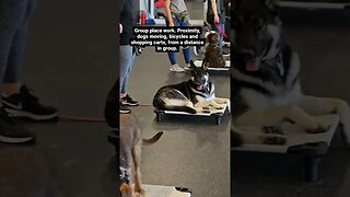 Dog Training Center Activities #dog #dogtraining #dogtrainer #dogsworld #doglover