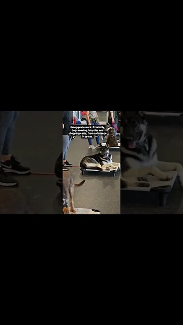 Dog Training Center Activities #dog #dogtraining #dogtrainer #dogsworld #doglover