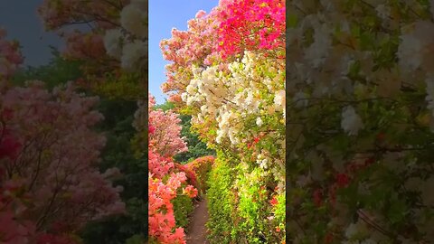 What If Beautiful flowers Didn't Exist? #motivational #viralvideo