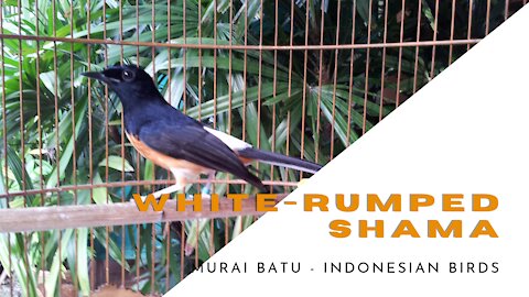 The white-rumped shama | Murai Batu Bird