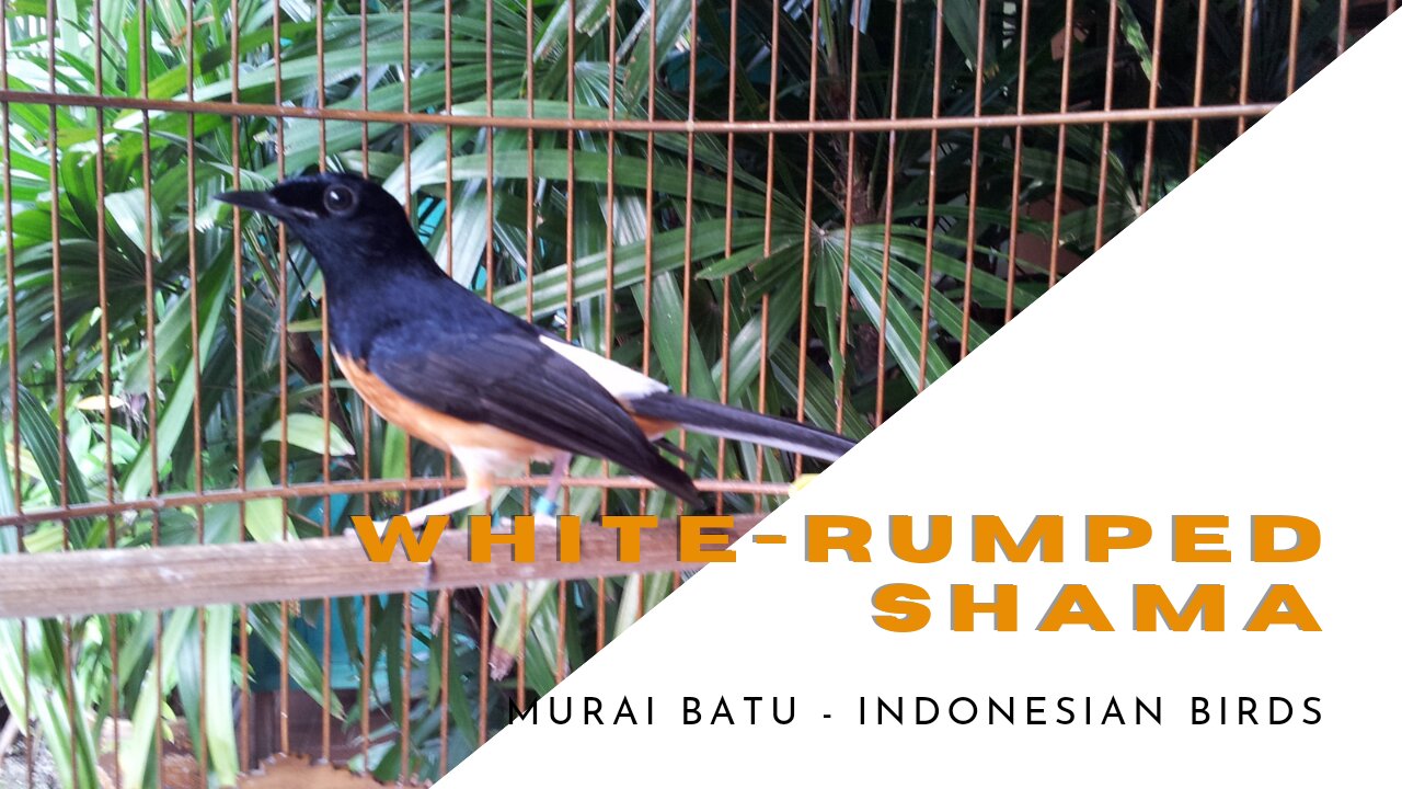 The white-rumped shama | Murai Batu Bird