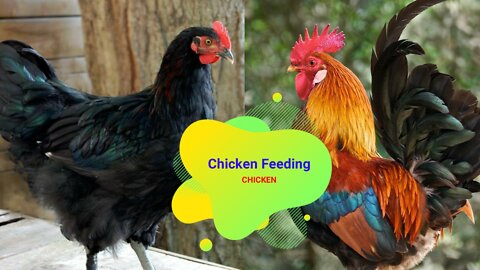 The chicken have hungry | Chicken Rating Rice .