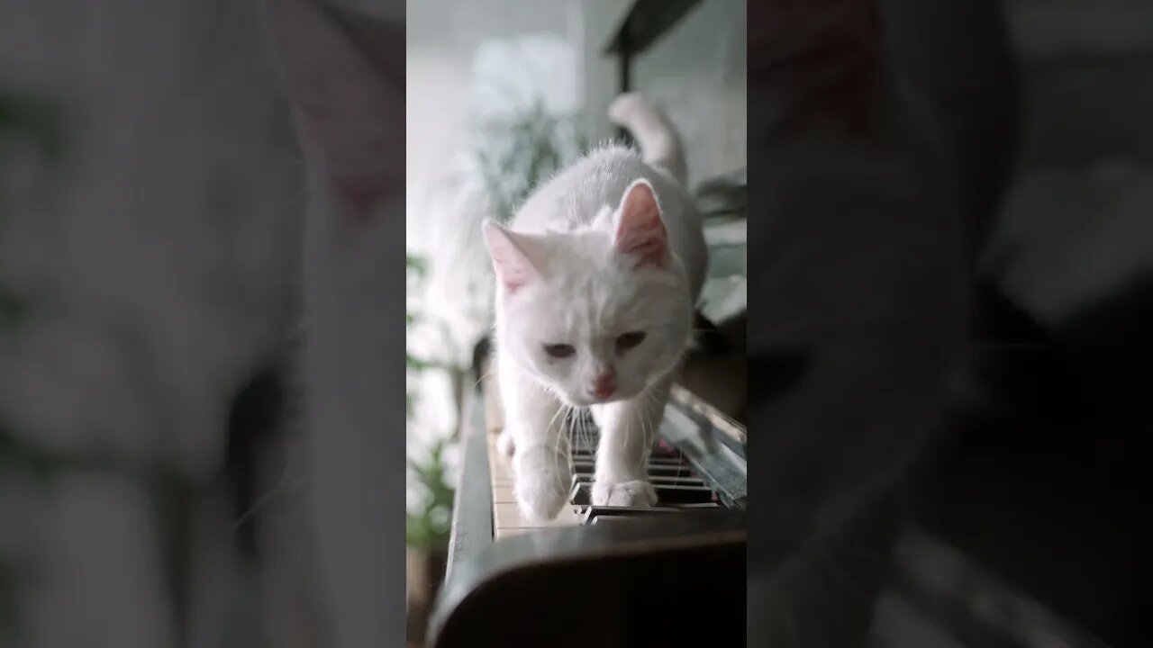 Cat walking on piano