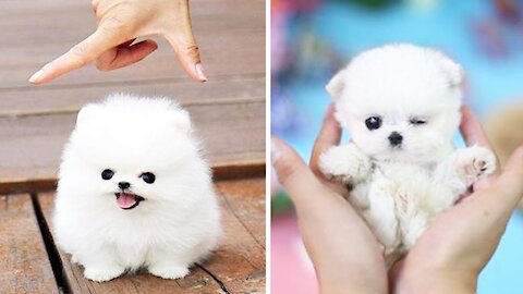 Cute dogs and puppies that will make you laugh