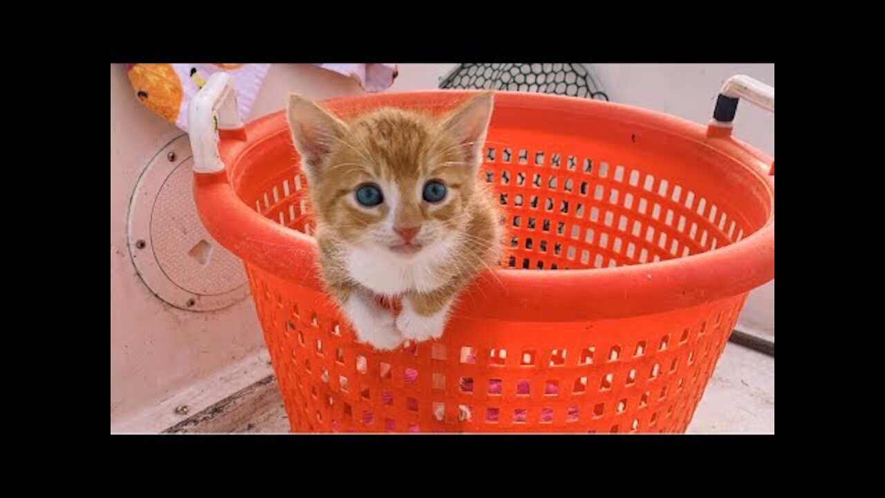 Hi. My Name is Marlin. I’m a cat, raised by dogs and I think I’m a dog