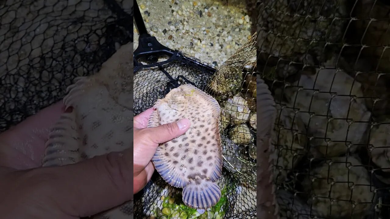 Another cool Hog Choker Flounder Sole in Long Island.