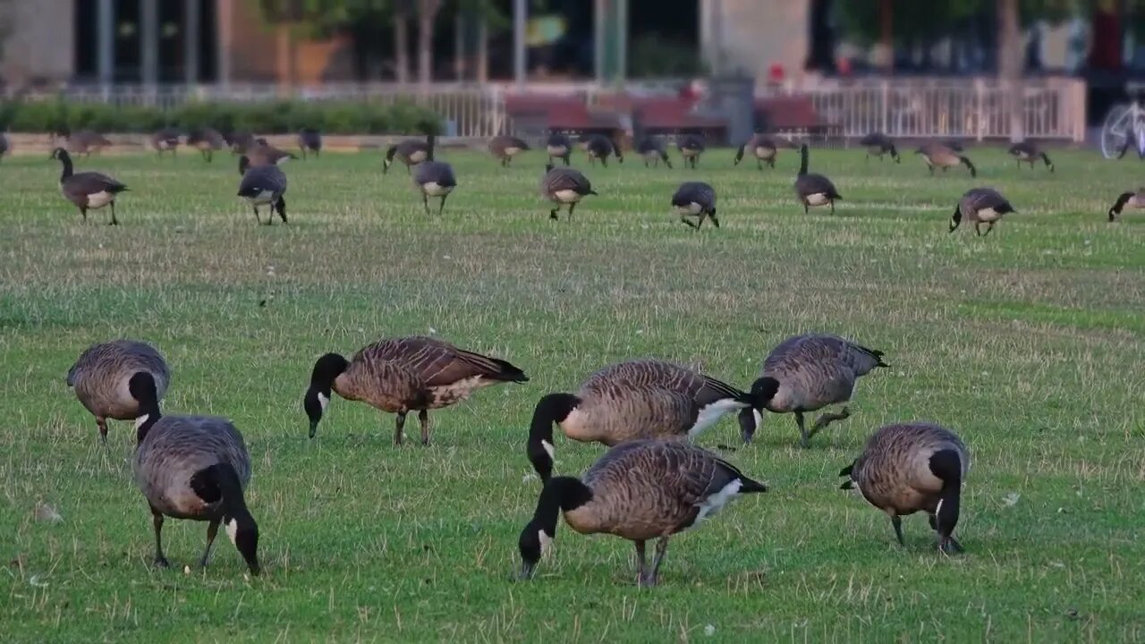 Geese graze on Pittsburgh's North Shore on a Summer evening