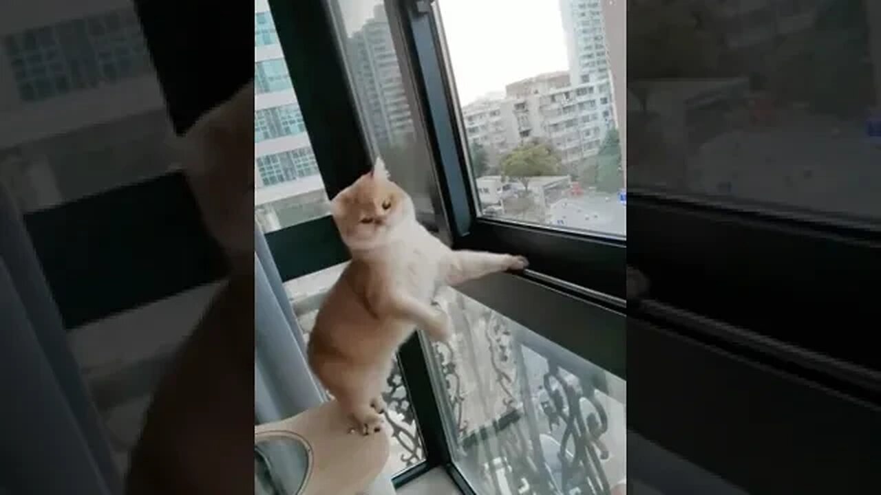 CAT VIDEO