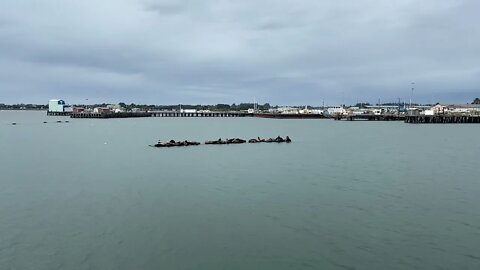 Seals in Crescent City, CA Harbor.