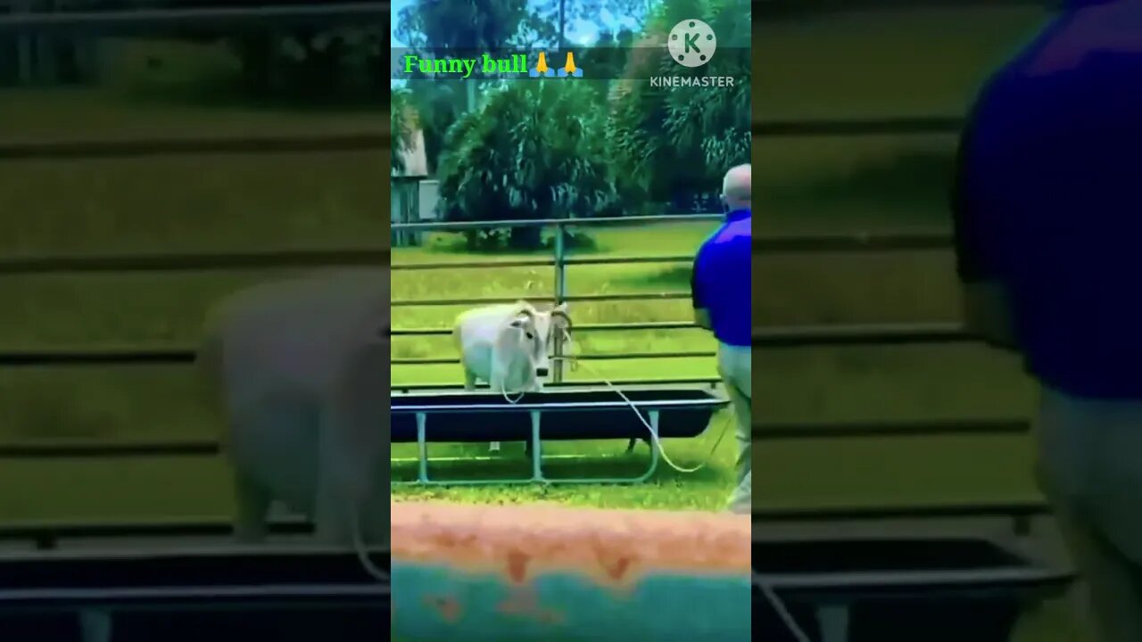 funny bull #shorts #viral #funny #video #photoediting