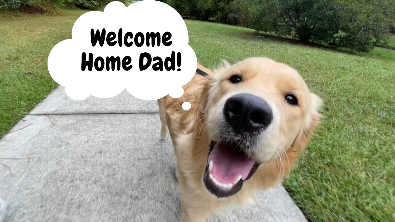 Golden Retriever Welcomes Home Marine