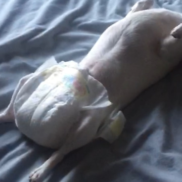 Don't Know How To Change A Diaper? Practice On A Dog!