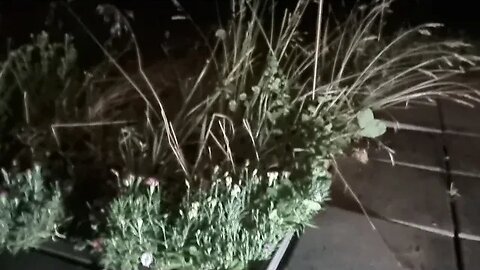Silent Long LIVE for wh update in the garden #ghitatravel @GeorgeLTV