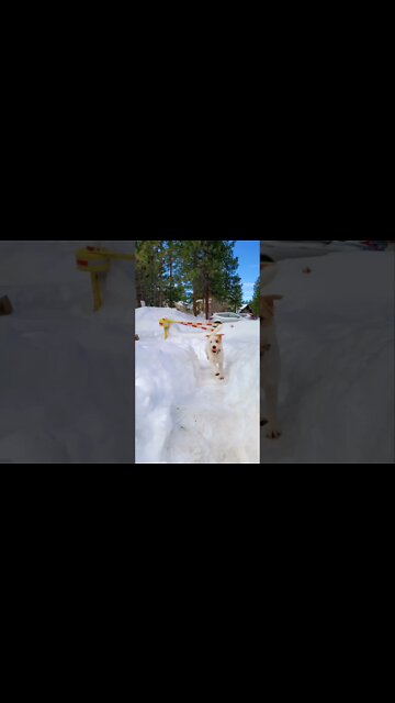 be happy when snow is tracked