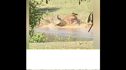 Colts not happy when water gets in ears.