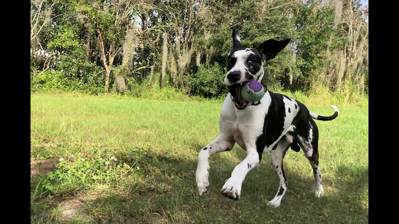 Great Danes have funning running around palm trees