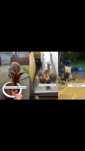 EXTRAORDINARY BOND BETWEEN MAN AND A FOX!😇😇😇