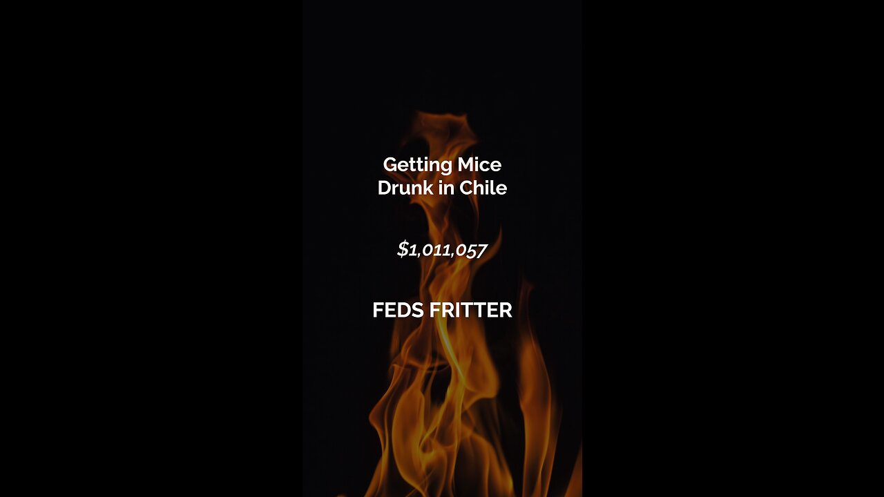 Getting Mice Drunk In Chile (7/29/23) - Feds Fritter #03