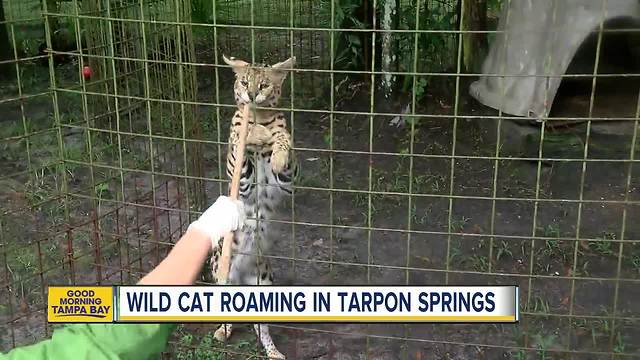 Wild African cat corners man in his driveway