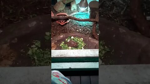 feast fit for a tortoise