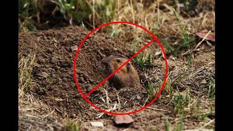 Gopher Proof Your Root Vegetables!