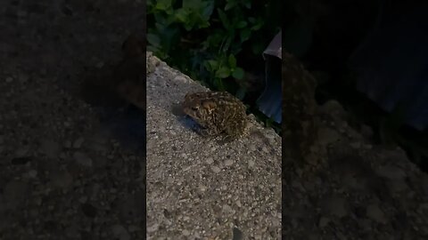 Slippy Toad Out And About Without Fox